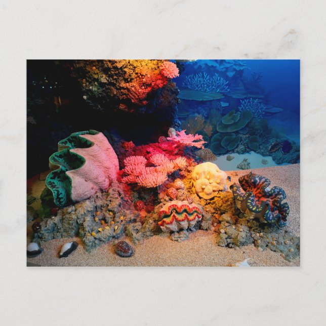 Carte Postale Coquillages Tropiques Sous-Mers De Corail (Devant)