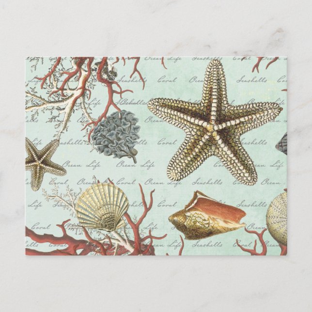 Carte Postale Coquillages vintages...carte postale (Devant)