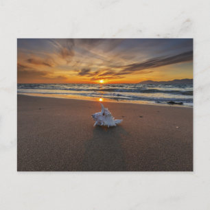 Carte Postale Coquille À La Plage Au Coucher Du Soleil   Île de 