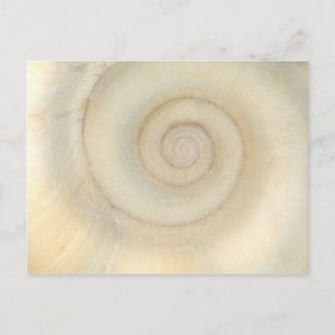 Carte Postale Coquille - Conchologie - Spirale blanche