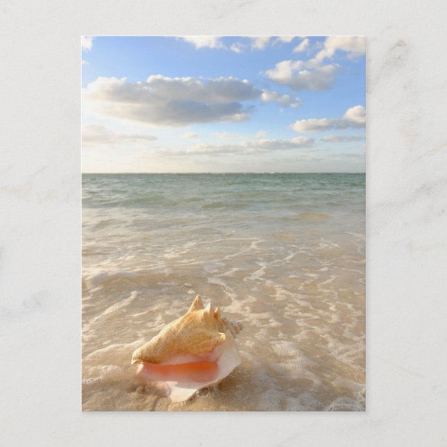 Carte Postale Coquille De Conche Dans Le Sable Sur La Plage Trop (Devant)