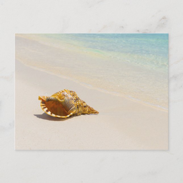 Carte Postale Coquille De Conche Sur La Plage 3 (Devant)
