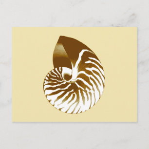 Carte Postale Coquille de Nautilus - marron, blanc et beige