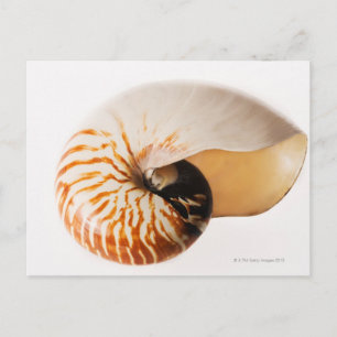 Carte Postale Coquille de Nautilus (Nautilus stenomphalus)