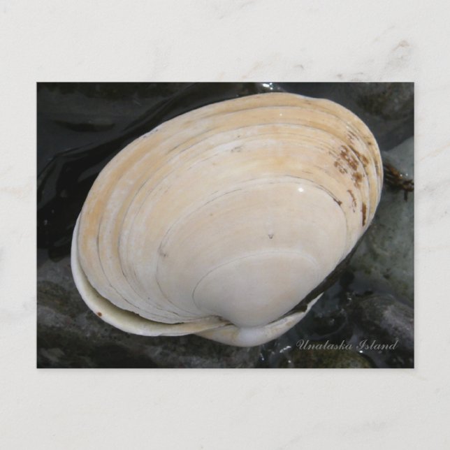 Carte Postale Coquille de palourdes à beurre, île Unalaska (Devant)