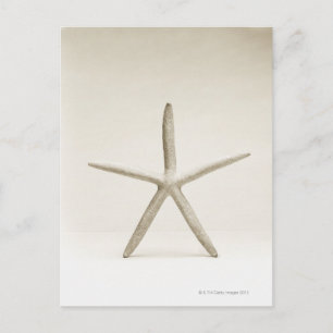 Carte Postale Coquille de poisson