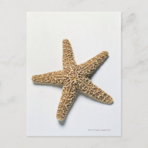 Carte Postale Coquille de poisson Starfish sur arrière - plan bl