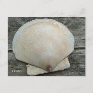 Carte Postale Coquille de saint Jacques