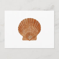 Coquille de saint-jacques de baie