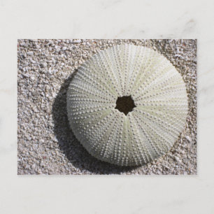 Carte Postale Coquille d'oursin sur le sable