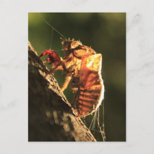 Carte Postale Coquille D'Un Cicada
