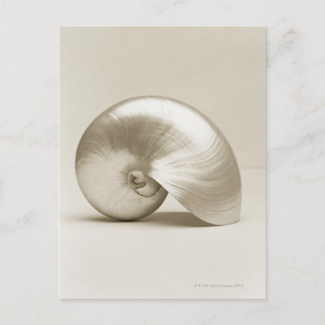 Carte Postale Coquille marine de nausolée perlée (Devant)