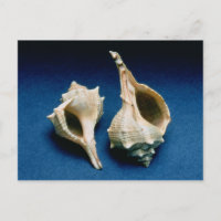 Coquille murex