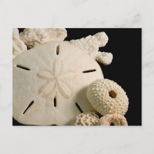 Carte Postale Coquilles blanches et dollar de sable