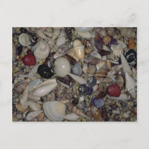 Carte Postale Coquilles de la coquille des Caraïbes et du Pacifi