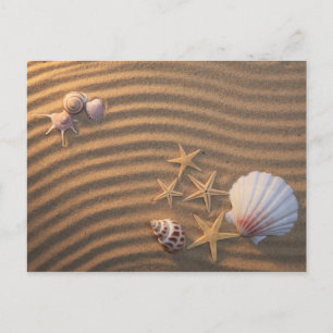 Carte Postale Coquilles De Mer Et Éternuers
