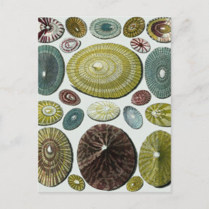 Carte Postale Coquilles Vintage