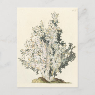 Carte Postale Corail antique d'aquarelle