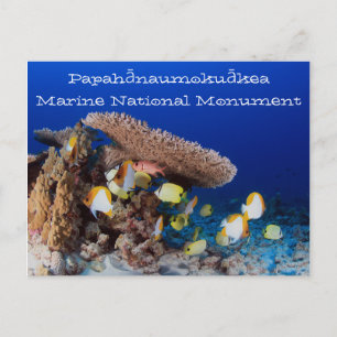 Carte Postale Corail et poisson, atoll Pearl et Hermes