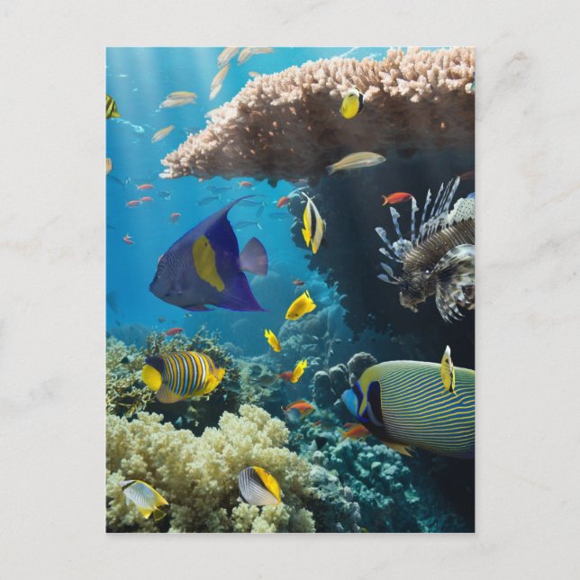 Carte Postale Corail et poissons en Mer Rouge, Egypte (Devant)