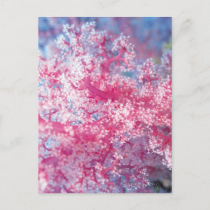 Carte Postale Corail gorgonien