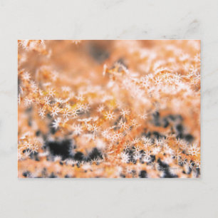 Carte Postale Corail gorgonien 2