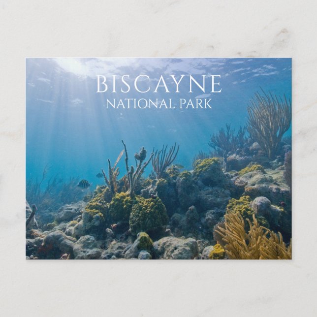 Carte Postale Corail, Plantes, Poissons, Parc national de Biscay (Devant)