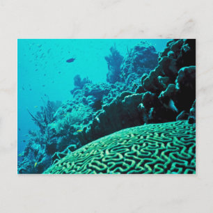 Carte Postale Corail Reef