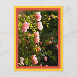 Carte Postale corail rose Escalade