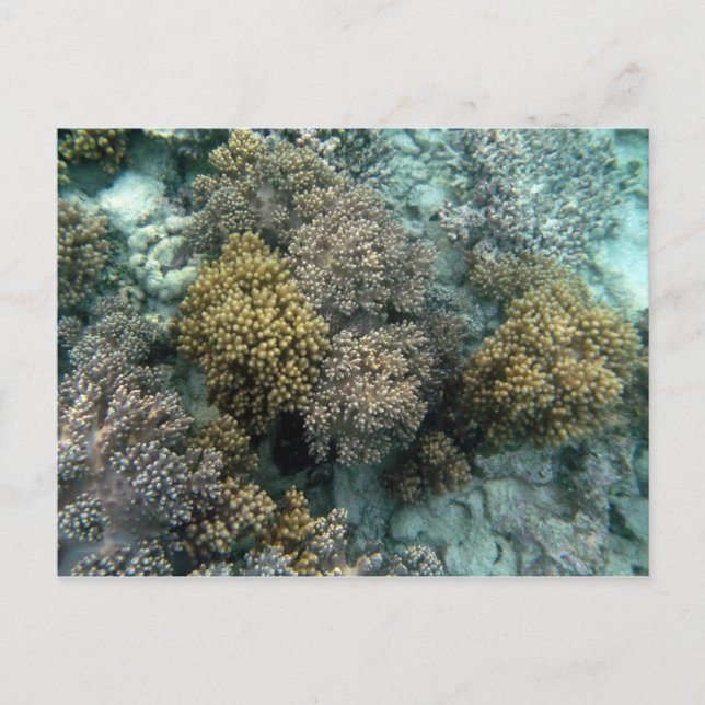 Carte Postale Corail vivant (Devant)