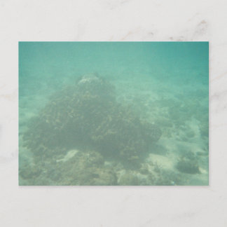 Carte postale Coral Reef