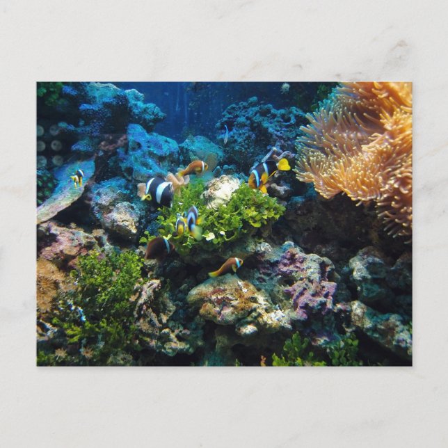Carte postale Coral Reef (Devant)