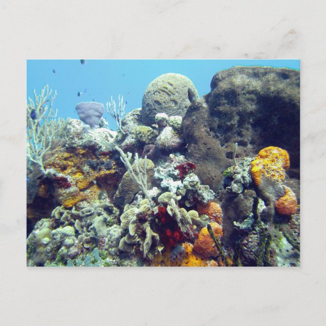 Carte Postale Coraux Paradise Reef Cozumel Yucatan, Mexique (Devant)