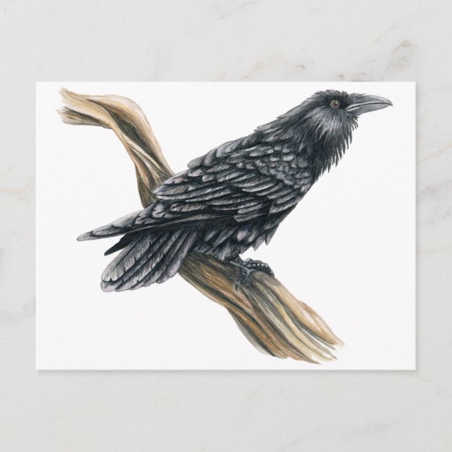 Carte Postale Corbeau (Devant)