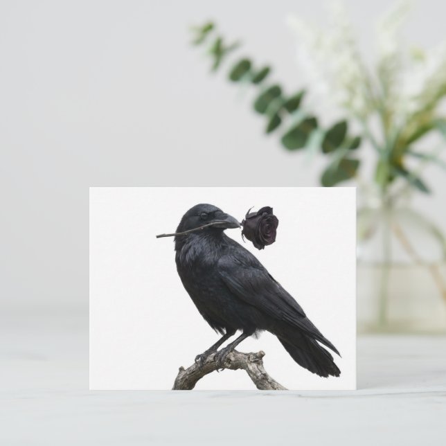 Carte Postale Corbeau (Debout devant)