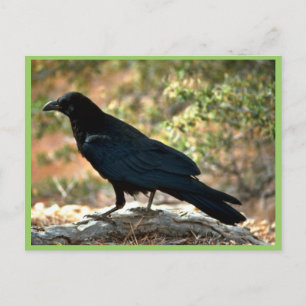 Carte Postale Corbeau