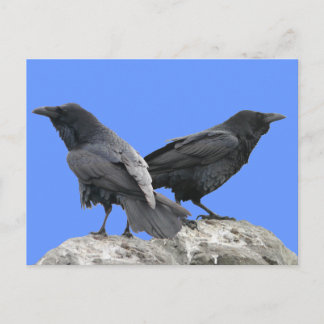 Carte Postale Corbeau