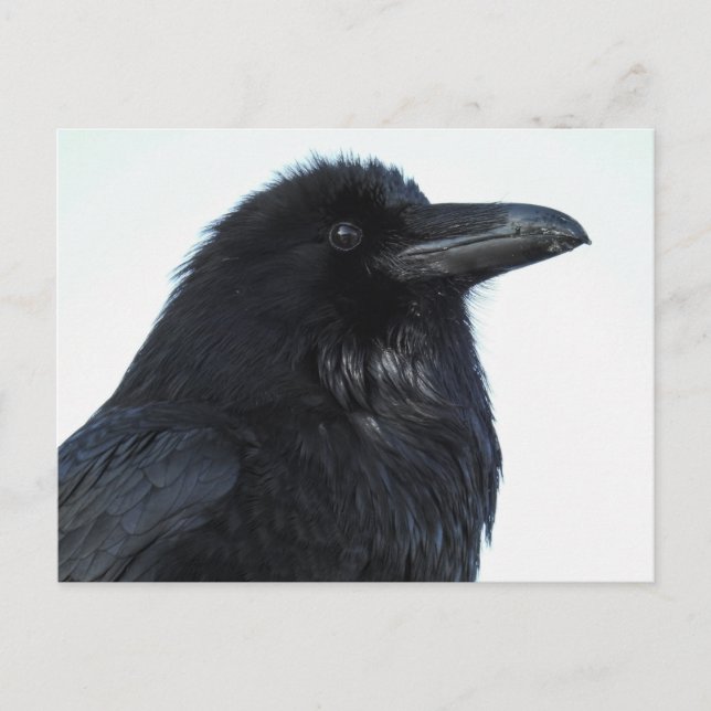Carte postale Corbeau (Devant)