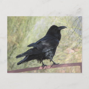 Carte Postale Corbeau