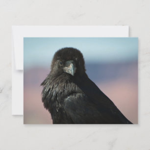 Carte Postale Corbeau commun