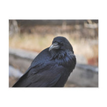 Corbeau de Yellowstone