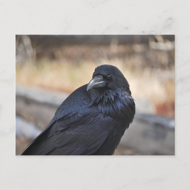 Carte Postale Corbeau de Yellowstone (Devant)