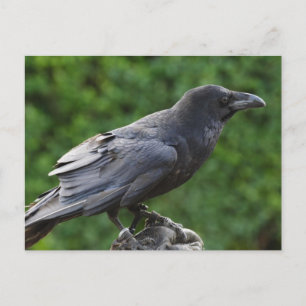 Carte Postale Corbeau du Nord