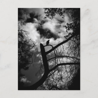 Carte Postale Corbeau éffrayant dans l'arbre