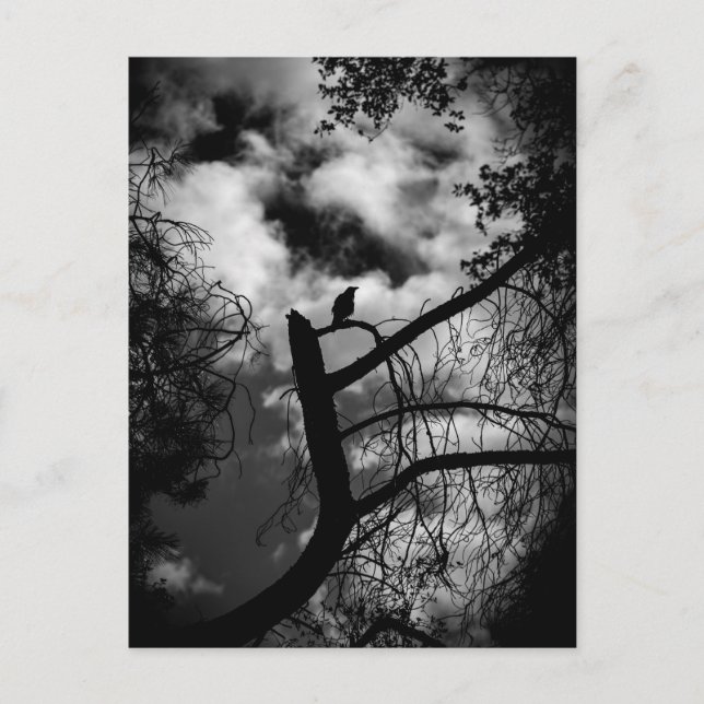 Carte Postale Corbeau éffrayant dans l'arbre (Devant)