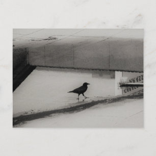 Carte Postale Corbeau et flaque d'eau avec reflets de toit 3