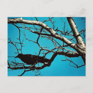 Carte Postale Corbeau Oiseau Noir Arbre Argenté Ciel Bleu Photo