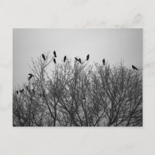 Carte Postale Corbeaux sur la cime des arbres-