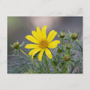 Carte postale Coreopsis