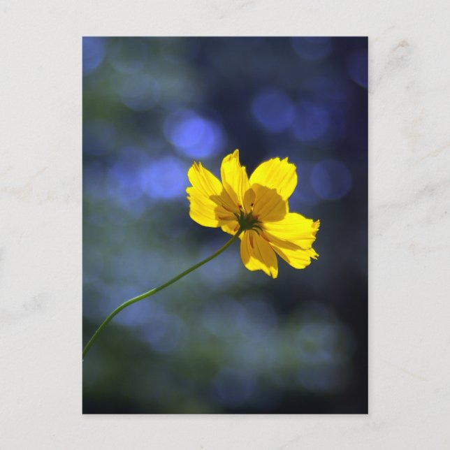 Carte postale Coreopsis (Devant)